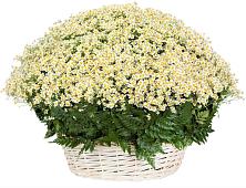 Цветочная композиция из Ромашки в корзине #REPLACE_PRED# Нюрбе